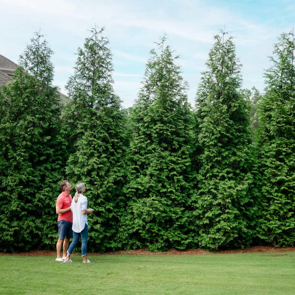 Amazon.com : Brighter Blooms - Thuja Green Giant Arborvitae, 2-3